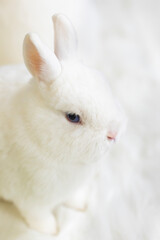 Naklejka premium Two cute white fluffy rabbits or bunnies