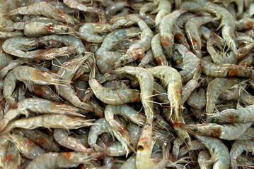 Fresh tiger prawns