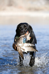 black labrador retriever running in the water with a duck in its mouth