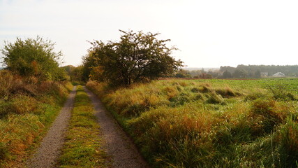 Weg am Rapsfeld