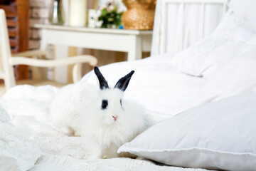 funny fluffy white cubs of rabbit with black ears are on bed in room