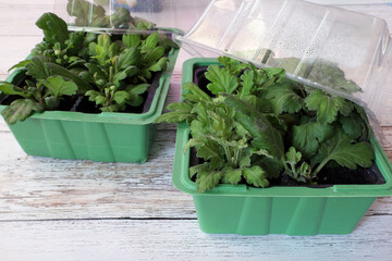 two mini greenhouses with growing cuttings of Korean chrysanthemum