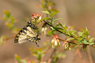 butterfly on flower