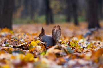 Red squirrel in the autumn forest in its natural habitat . Portrait of a squirrel close up. The forest is full of rich warm colors.