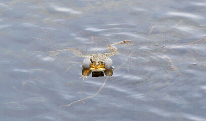 Funny frog in the pond