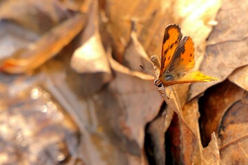 butterfly on the leaves © Xuan