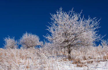 Magical view of trees covered with hoarfrost in the winter season; spectacular contrast of white trees and blue sky