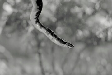 snake on a tree