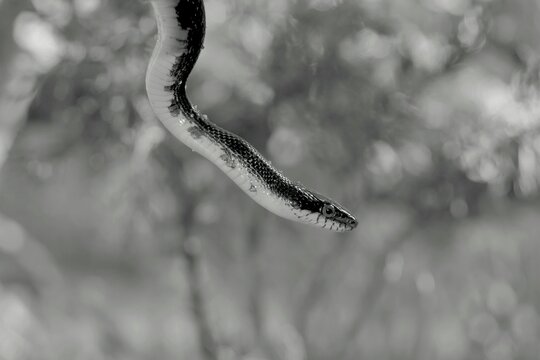 Fototapeta snake on a tree