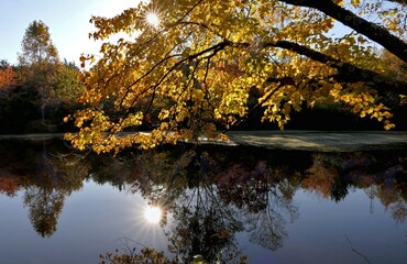 autumn trees reflected in water - obrazy, fototapety, plakaty