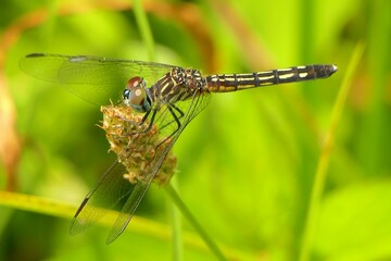 Obraz premium dragonfly on a leaf