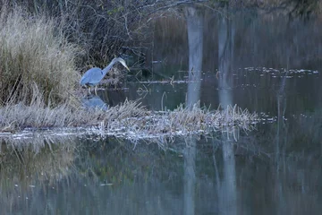 Gardinen bird in the lake © Xuan