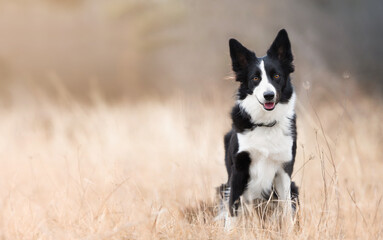 A happy black and white border collie sits in a beige field on a sunny summer day. Dog portraits in nature