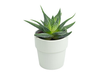 Isolated small aristaloe with green and white leaves in white pot. Isolated plant in pots for interior