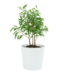 Isolated small ficus benjamina with green leaves in white pot. Isolated plants in pots for interior