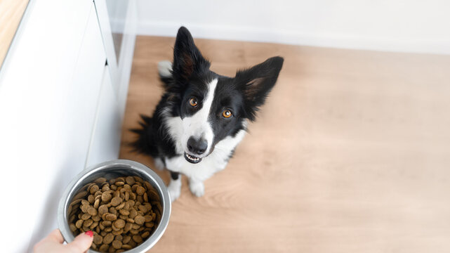 A hungry black and white bored collie sits and waiting for him to eat. Owner feeding dog in kitchen. Life with dog. Food for dogs concept