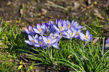 Krokus im Frühling, Blume, Leipzig, Sachsen, Deutschland
