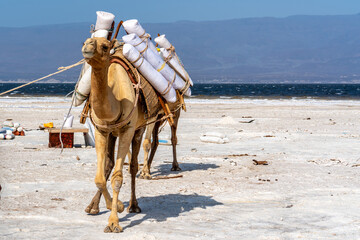 Djibouti,  at the salt lake Assal salt is transported after harvest by dromadaries.