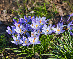 Krokus im Frühling, Blume, Leipzig, Sachsen, Deutschland