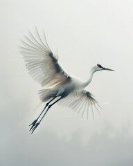 Fototapeta premium A crane flies high in the white sky, view from below, wings spread wide, long exposure, blurred movement, muted colors, white and beige, surrealism and minimalism