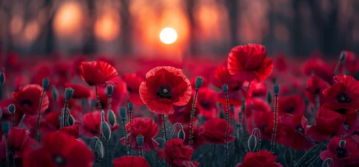 Fotobehang Large field of blooming red poppies at sunset. Banner © Olya Komarova