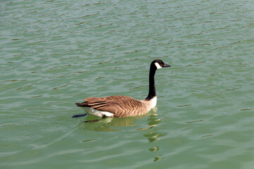 two geese on the lake