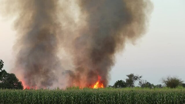Farmers in Thailand burn sugarcane fields before harvesting. Causes pollution to the environment Human burning of forests leads to global warming and climate change.