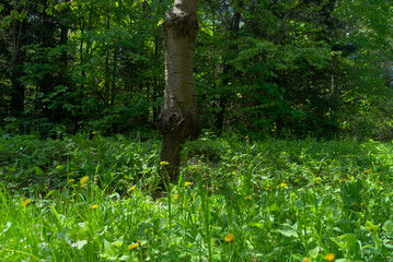 The damaged tree trunk has healed but continues to grow irregularly. Nature's wounds and...