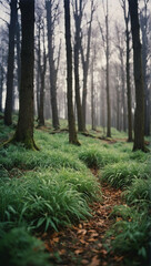 Obraz premium Path Cutting Through Dense Forest