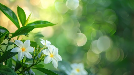 White flower in the natural background beautiful.Orange jasmine,generative ai