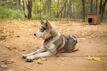 Obraz premium Husky dog with chain lies near wooden kennel in autumn yellow park