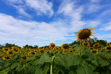 Sunflowers are blooming and light from the sun on a clear day.