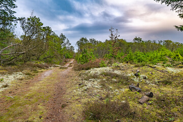 Weathered plantation forest in northwest Denmark