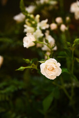 white rose on a green background, single white rose, white rose, white rose in garden, white rose on green background