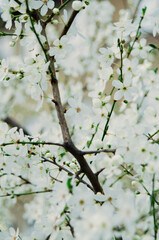 Spring Blossoms Unveiled