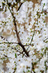 Spring Blossoms Unveiled