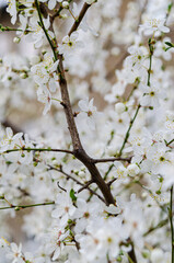 Spring Blossoms Unveiled