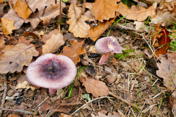 Russula queletii (Fruity Brittlegill) growing through leaf litter in a French forest in the...