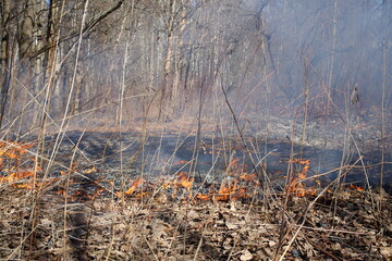 Old grass and bushes is firing at the spring day