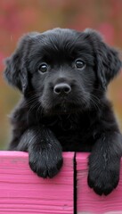 Curious puppy peeking over pink wooden surface on blurred background, copy space included