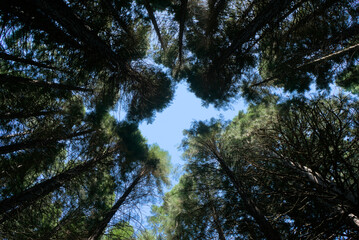 Century-old giant sequoias alongside a young sequoia forest. The majestic beauty of nature captured in a forest scene. bottom-up view of the tops of sequoia trees