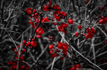  Chaenomeles Speciosa.