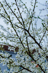Spring Blossoms Unveiled