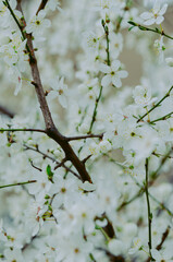 Spring Blossoms Unveiled