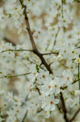 Spring Blossoms Unveiled