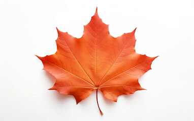 Autumn maple leaf isolated on a white background
