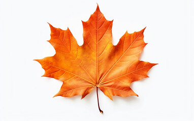 Autumn maple leaf isolated on a white background
- 755723829