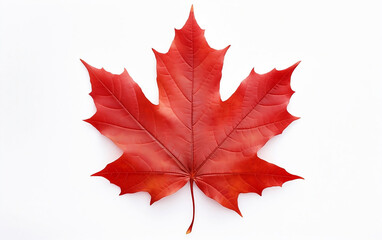 Autumn maple leaf isolated on a white background
