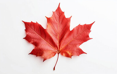 Autumn maple leaf isolated on a white background
- 755723862