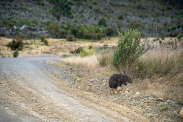wombat next to road in australia in a dry drought summer